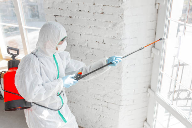 Mold in the Roof Attic: Signs, Causes, and Mitigation